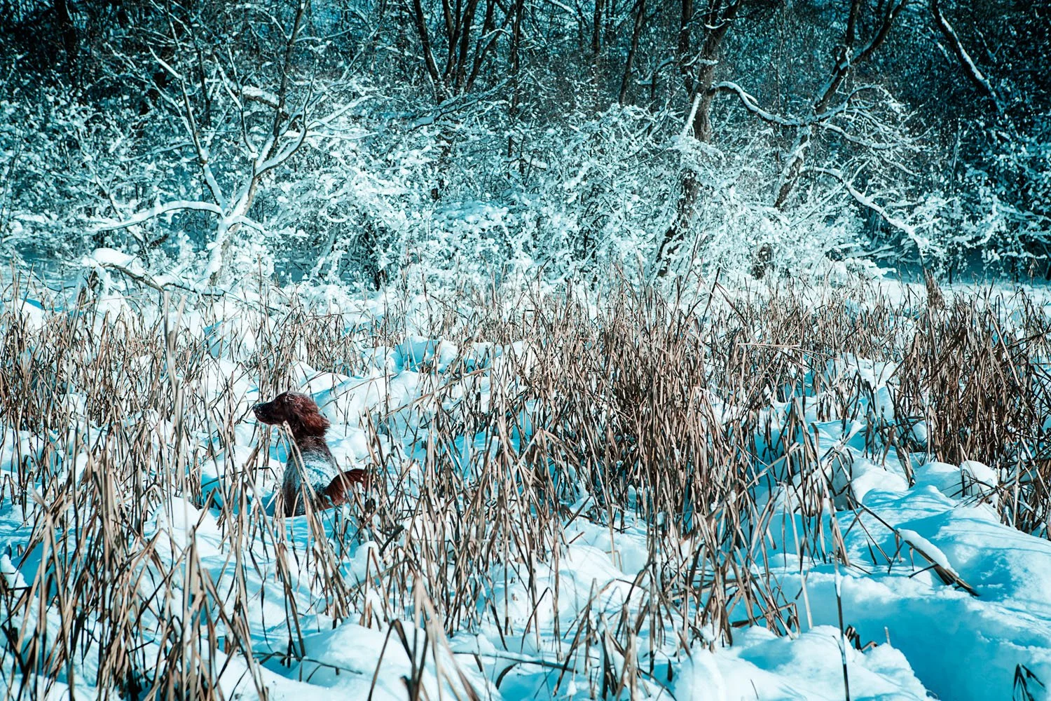 _V9A3913 as Smart Object-1.jpg