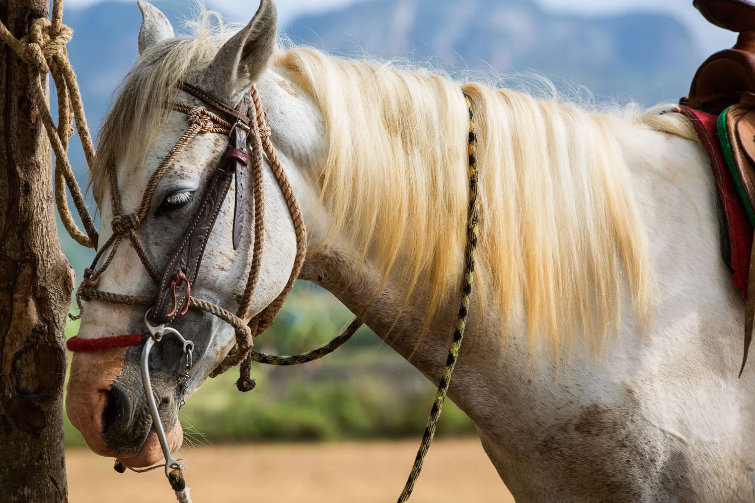 _V9A8685 as Smart Object-1_1.jpg