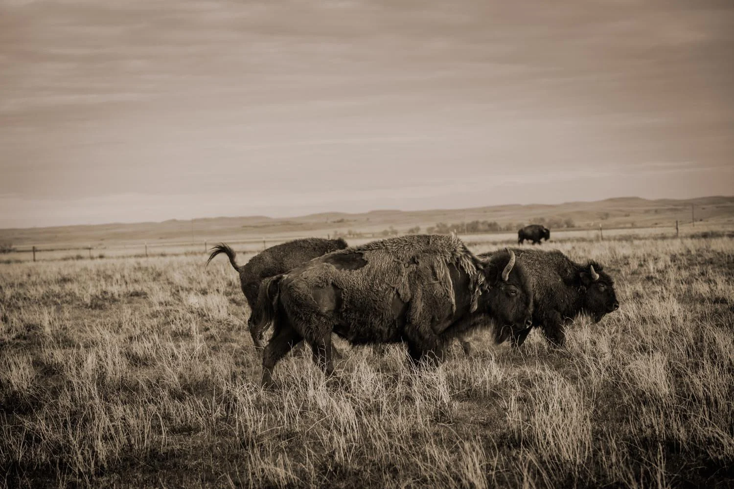 _Y9A9216b as Smart Object-1.jpg