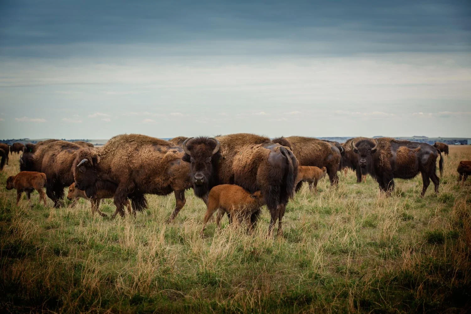 _Y9A9512 as Smart Object-1.jpg