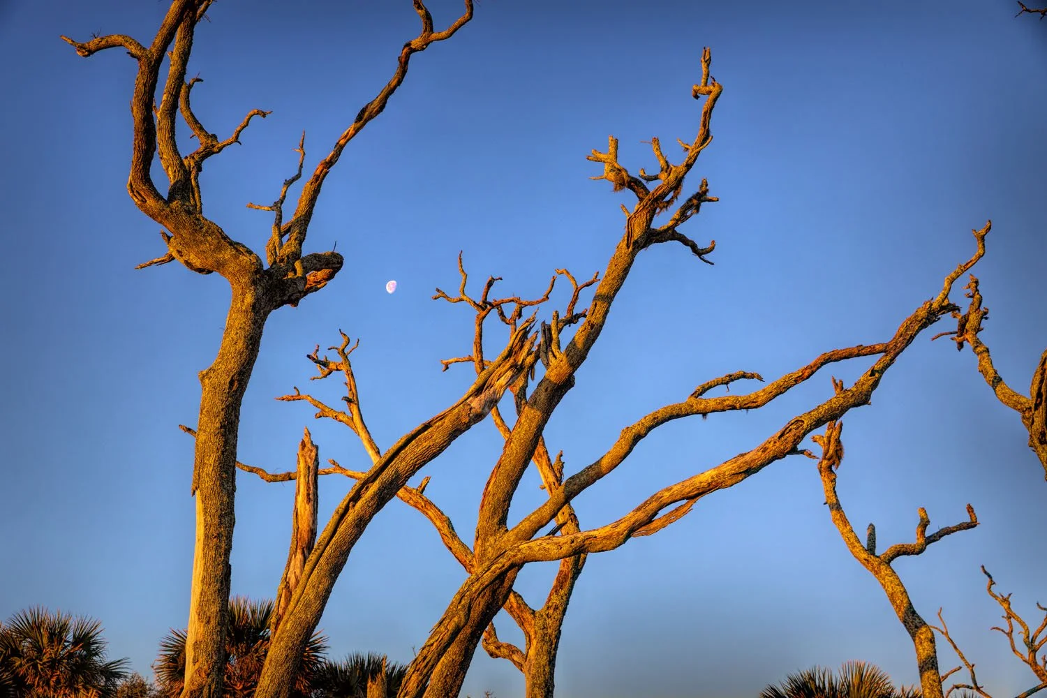 _Y4A0086-1.jpg
