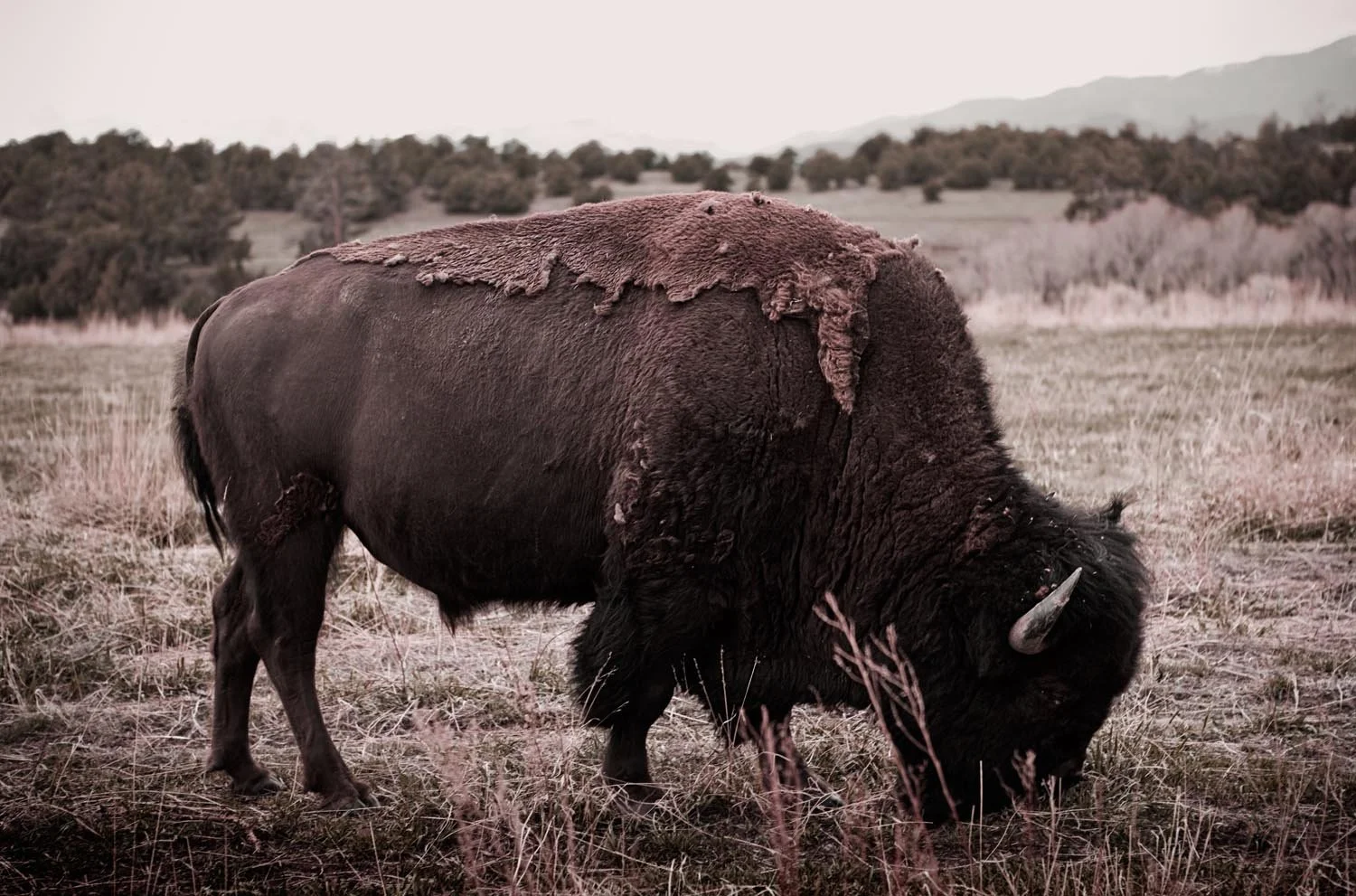 _C3D5564F as Smart Object-1.jpg