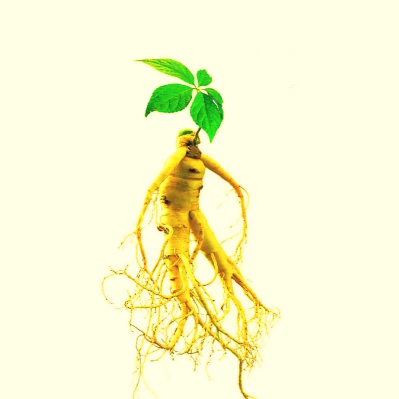 Wild Ginseng: An Ancient Herb Rejuvenated
