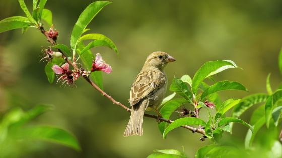 Sparrow.png