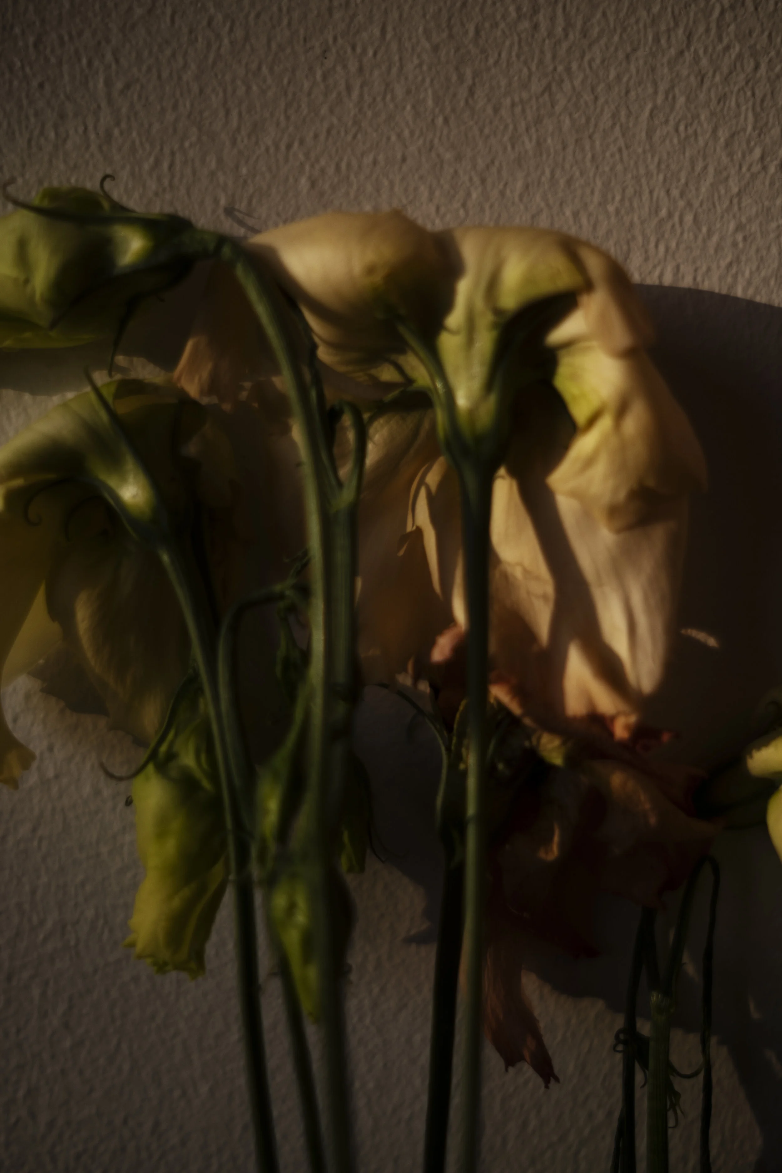 DSCF7486.jpg