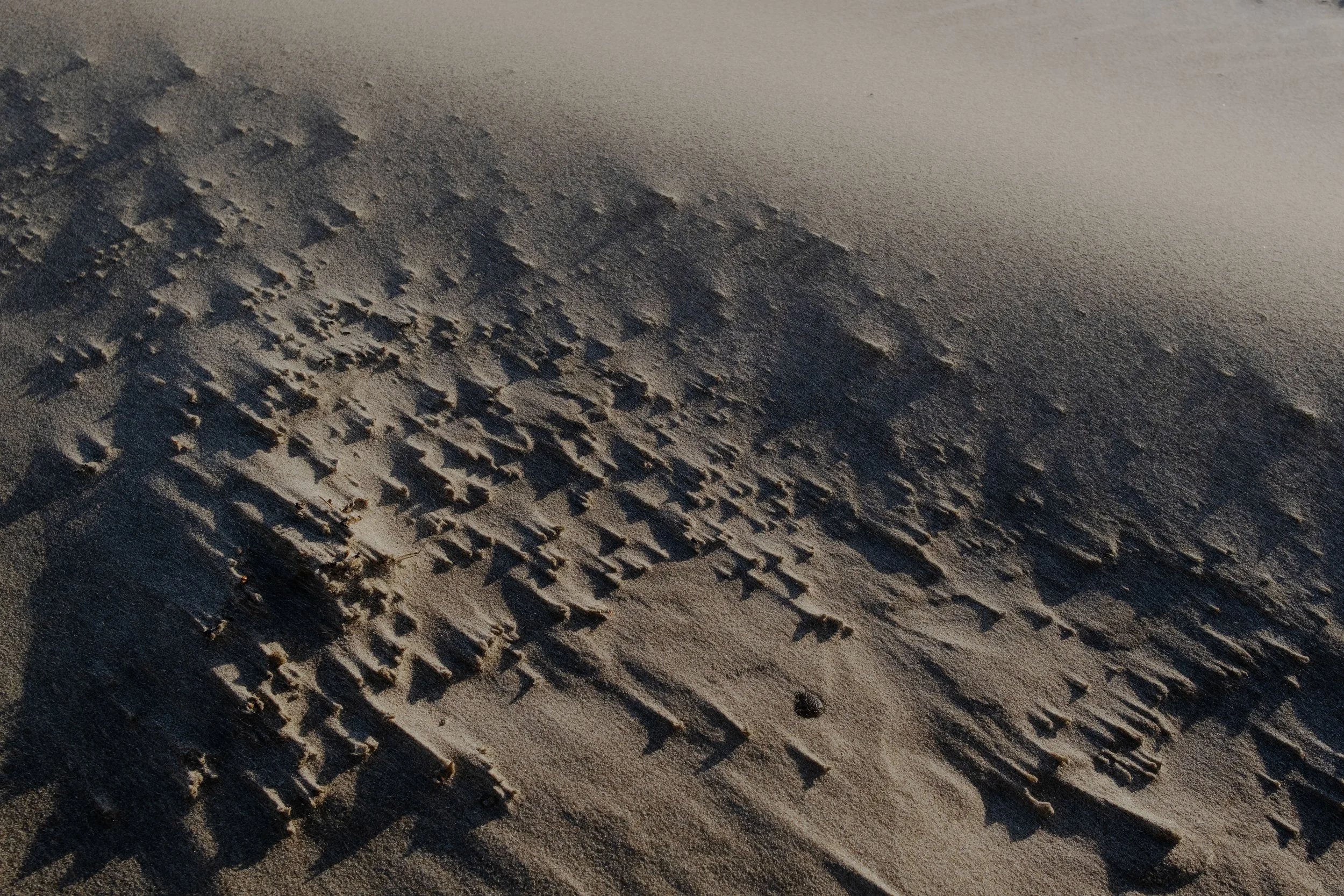 DSCF1741-t.jpg