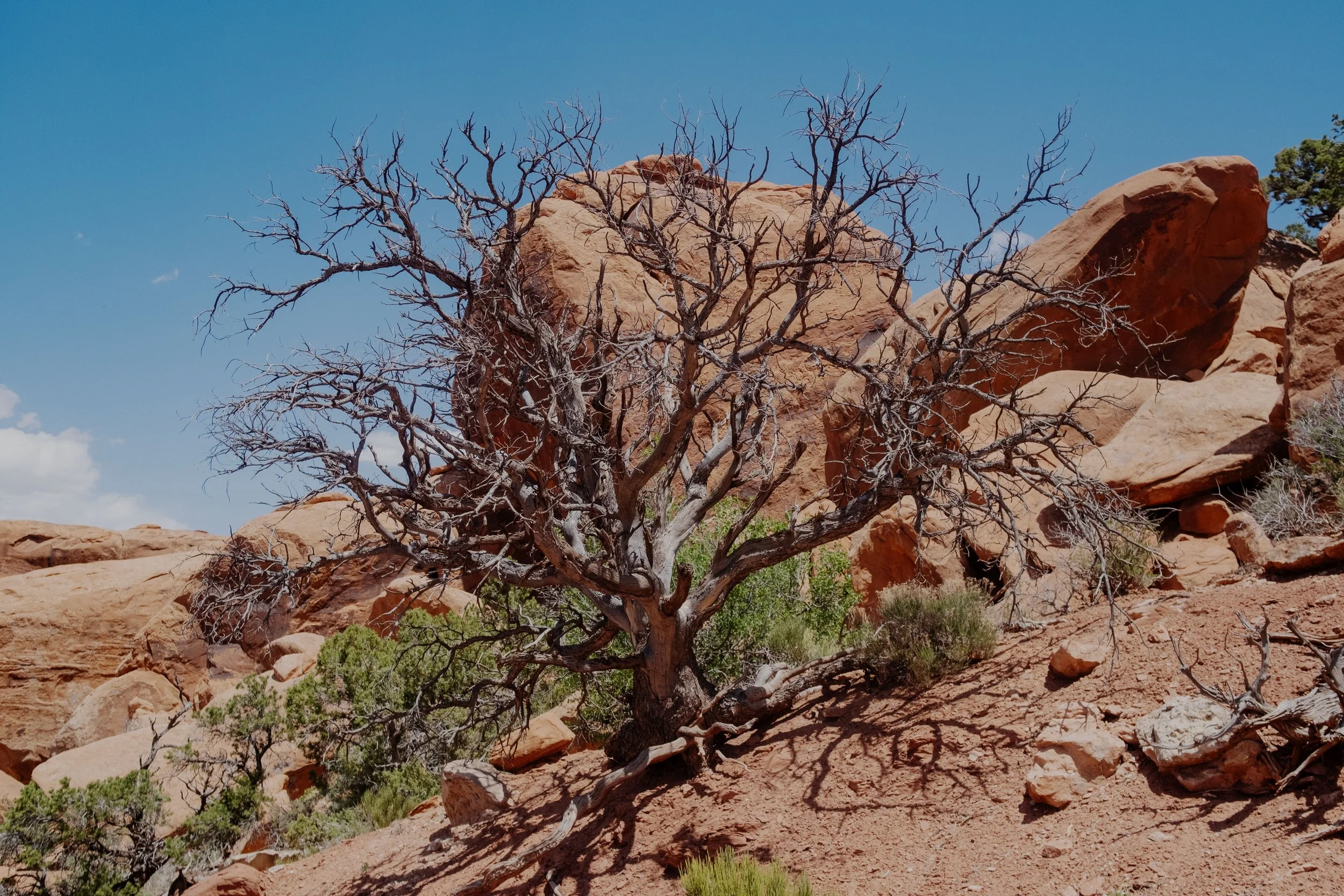 DSCF3203-t.jpg