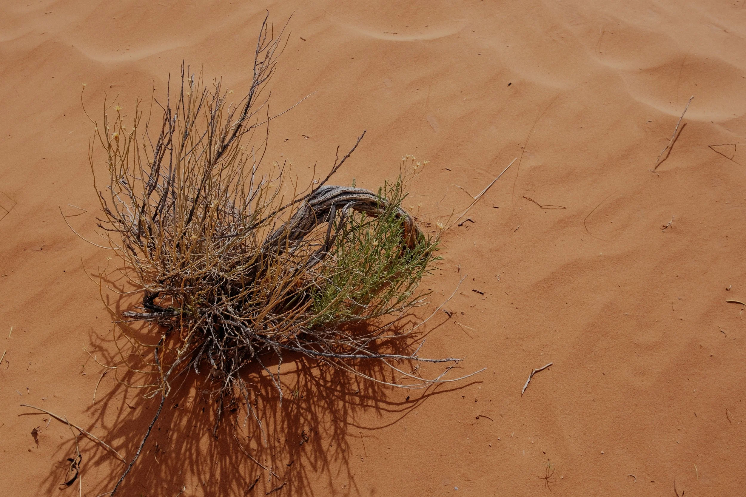 DSCF3316-t.jpg