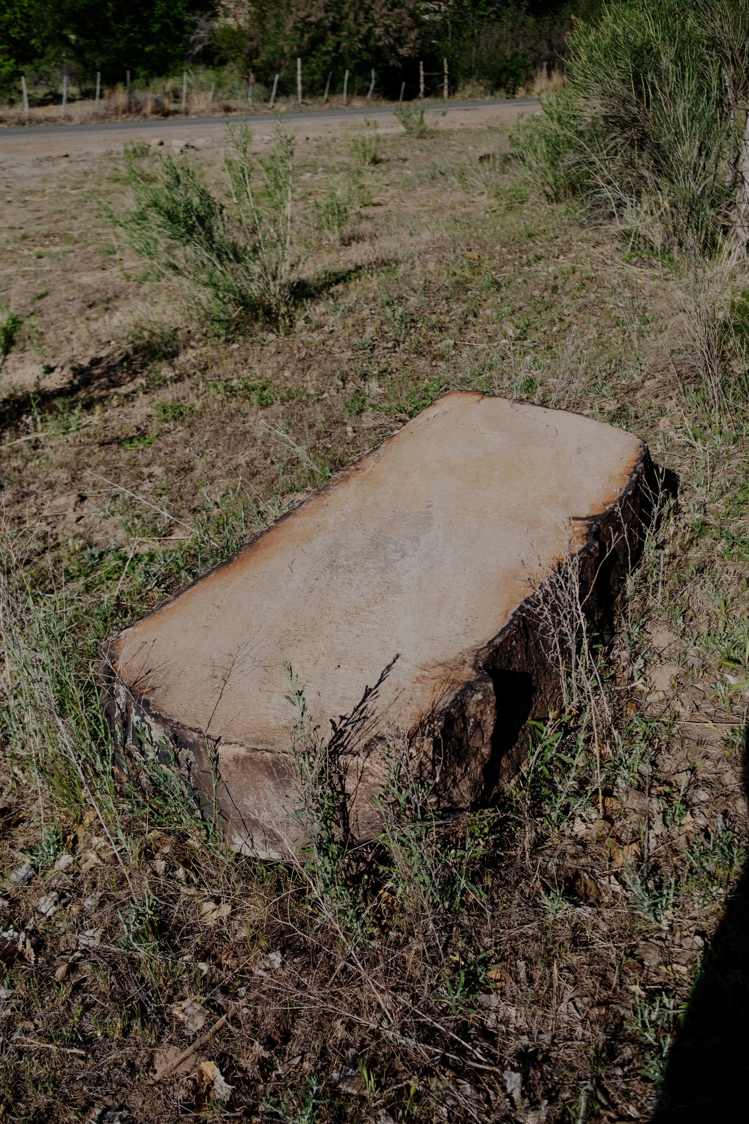 DSCF3613-t.jpg