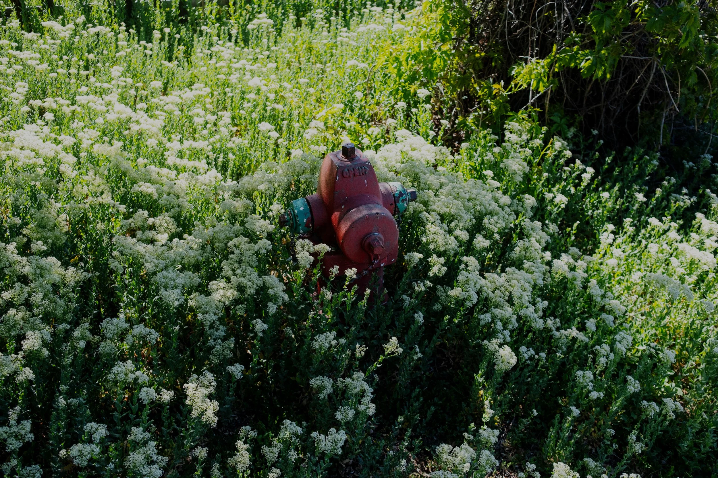 DSCF3694-t.jpg