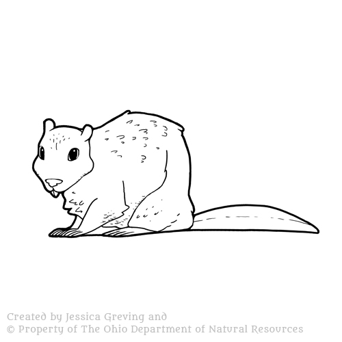 Beaver_ODNR_Jessica-Greving_2017.jpg