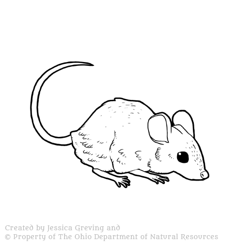 Deer-Mouse_ODNR_Jessica-Greving_2017.jpg