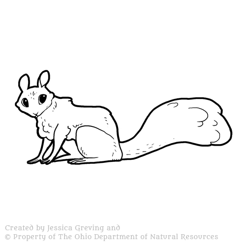 Squirrel_ODNR_Jessica-Greving_2017.jpg