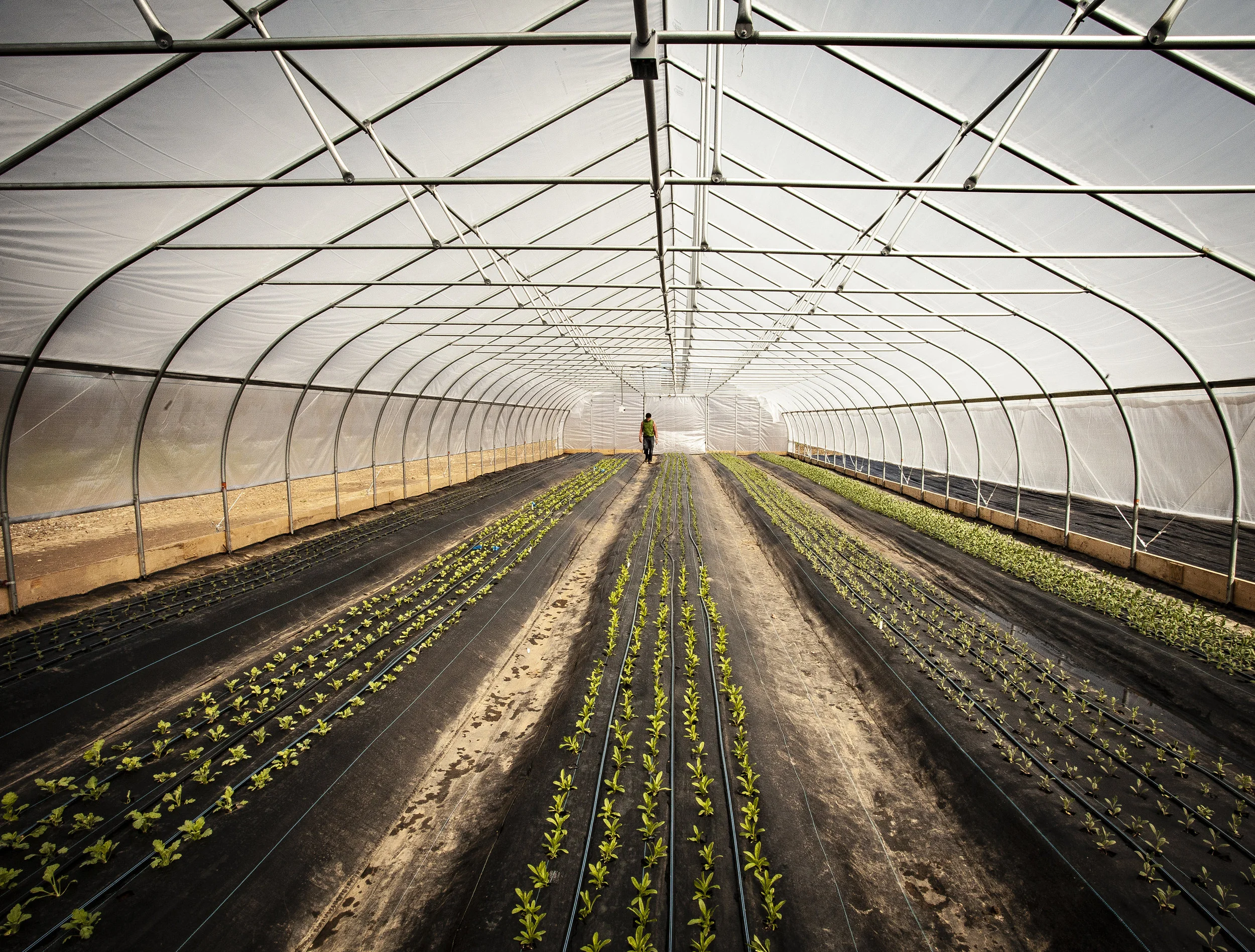 ROBIN HOLLOW FXD 2-4294 SML***.jpg