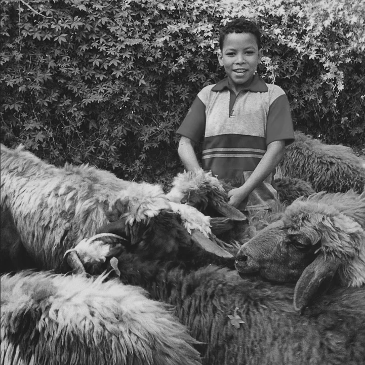 CAIRO_SHEEP_bw.jpg