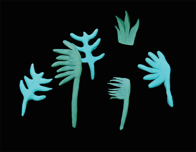 Quiver Fern (blue, green)