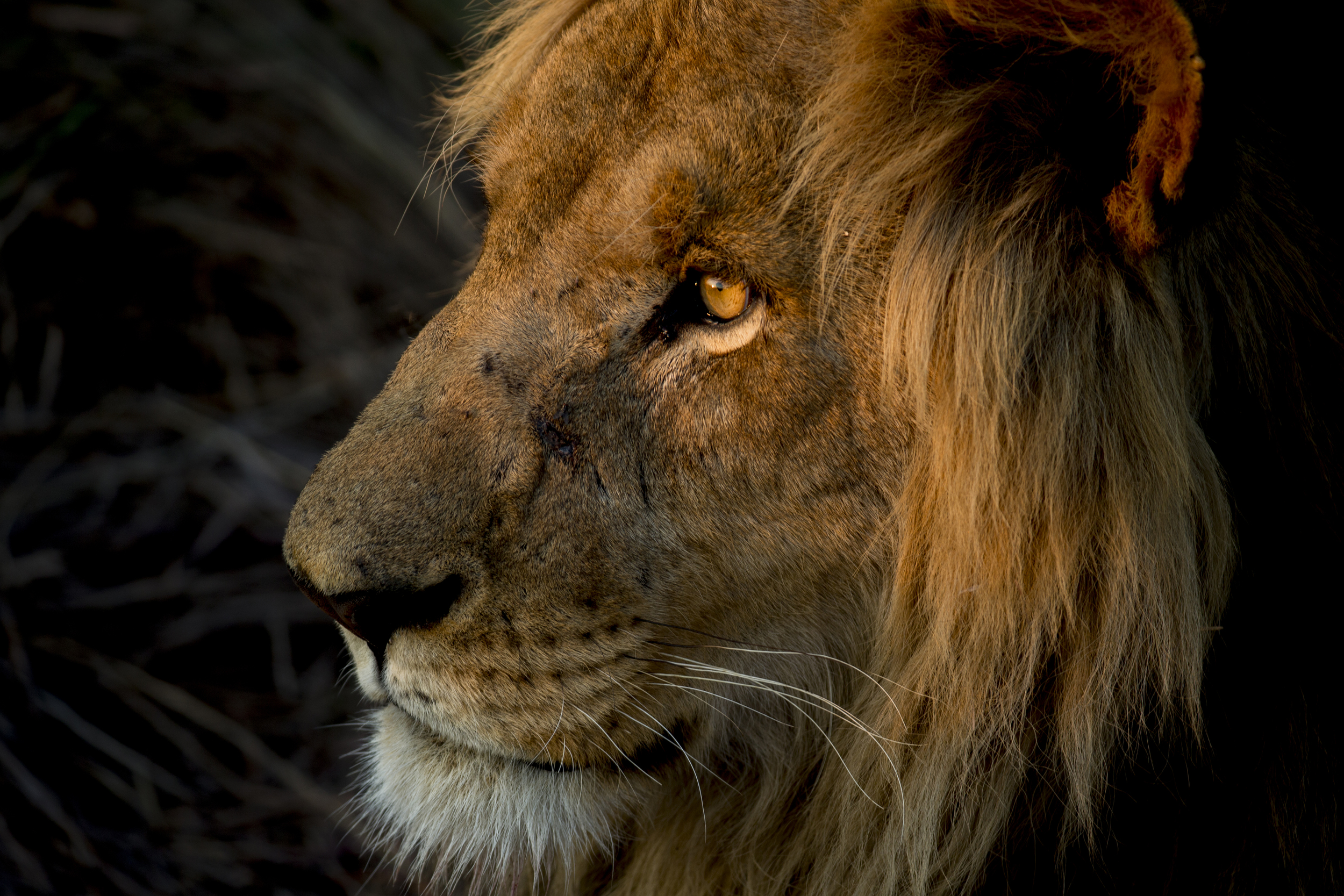 Copyright_BJoubert_Nat_Geo_Duba_Botswana_July_2015_IMG_0631.jpg