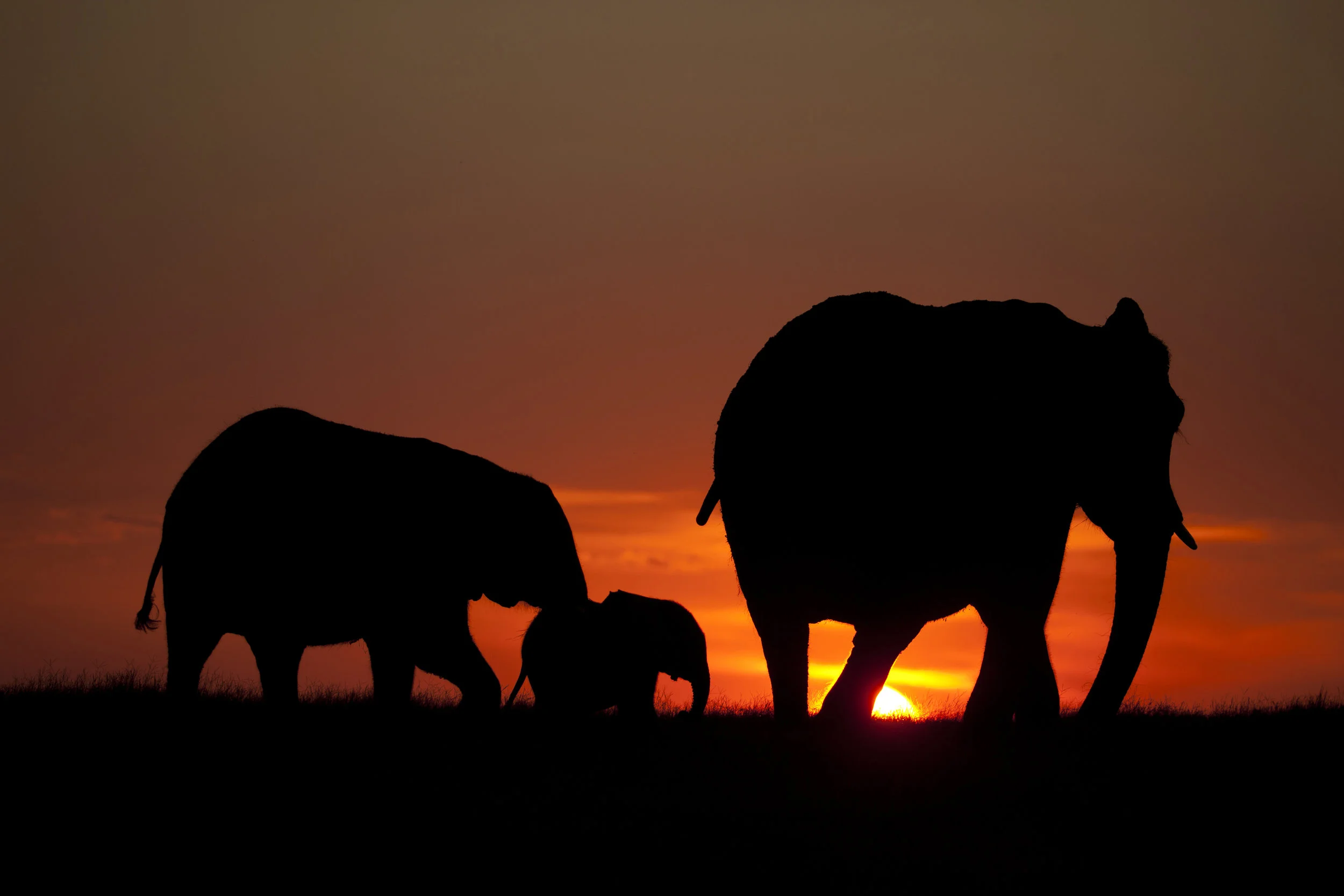 Duba plains_Botswana Jan 2014_Beverly Joubert20150113_3137.jpg