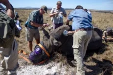 Open Season On Rhinos? What Does The New SA Law Actually Mean?