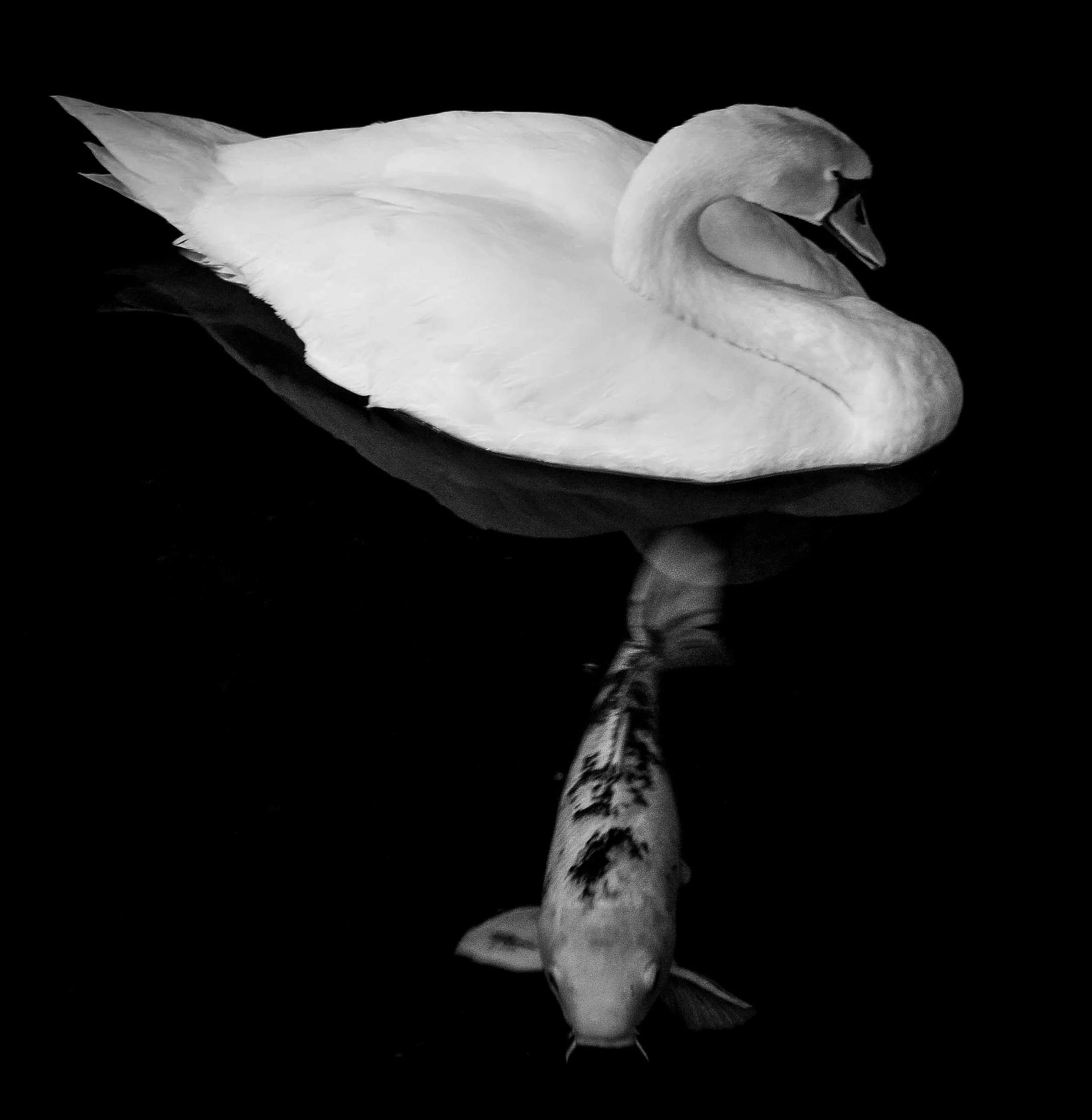 _DSC1110.jpeg