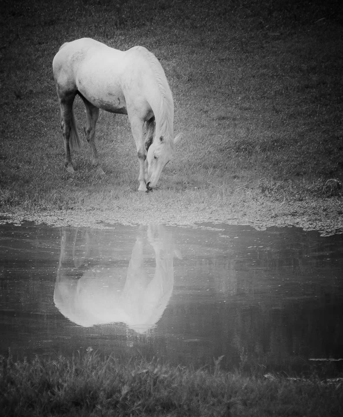 _DSC1750.jpeg