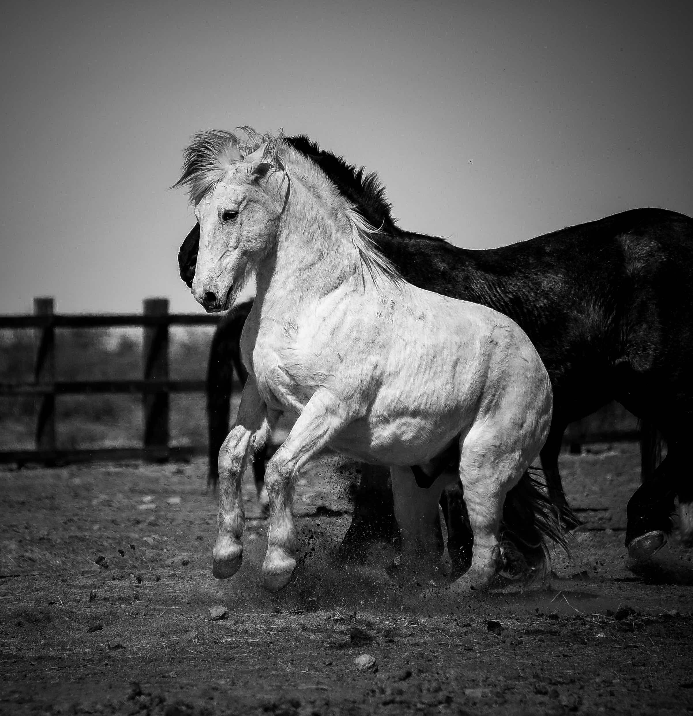 _DSC3773.jpeg