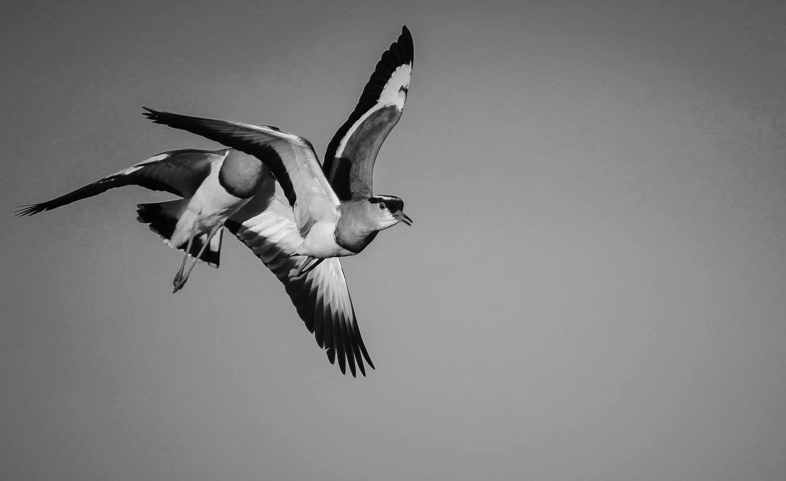 _DSC6627.jpeg