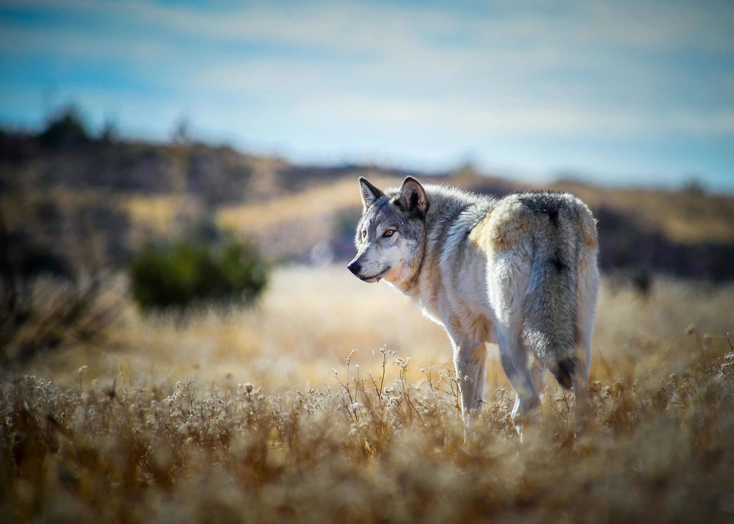 _DSC6955.jpeg
