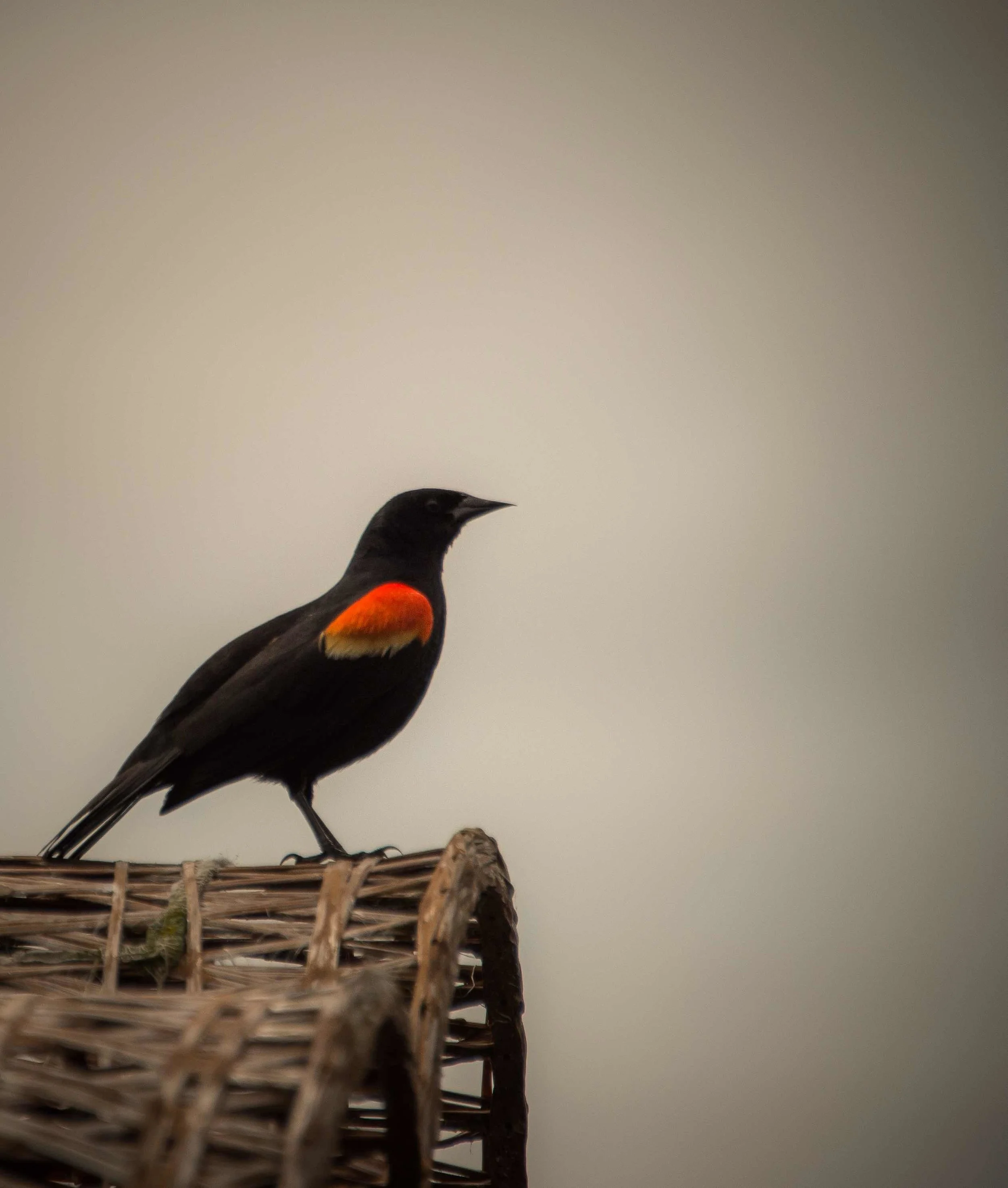 _DSC9440.jpeg