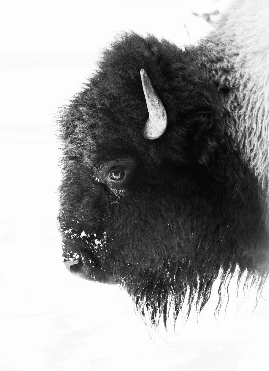 Snowy Bison Over And Above Africa