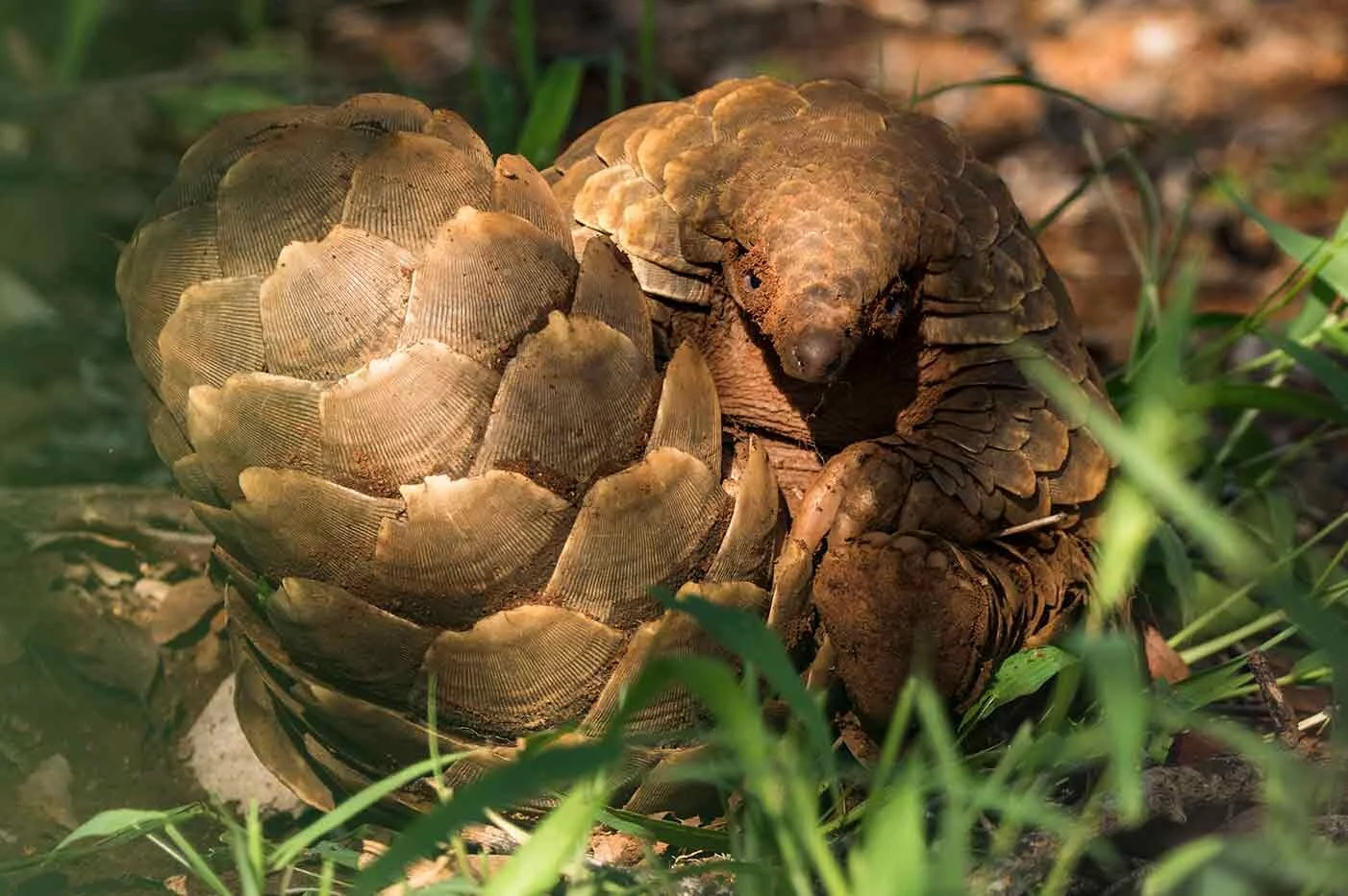 FCM_pangolin.jpg