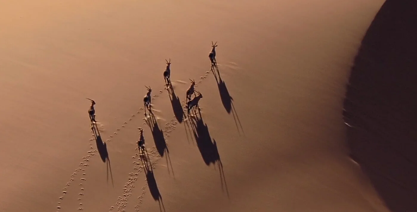dune_waterbucks.jpg