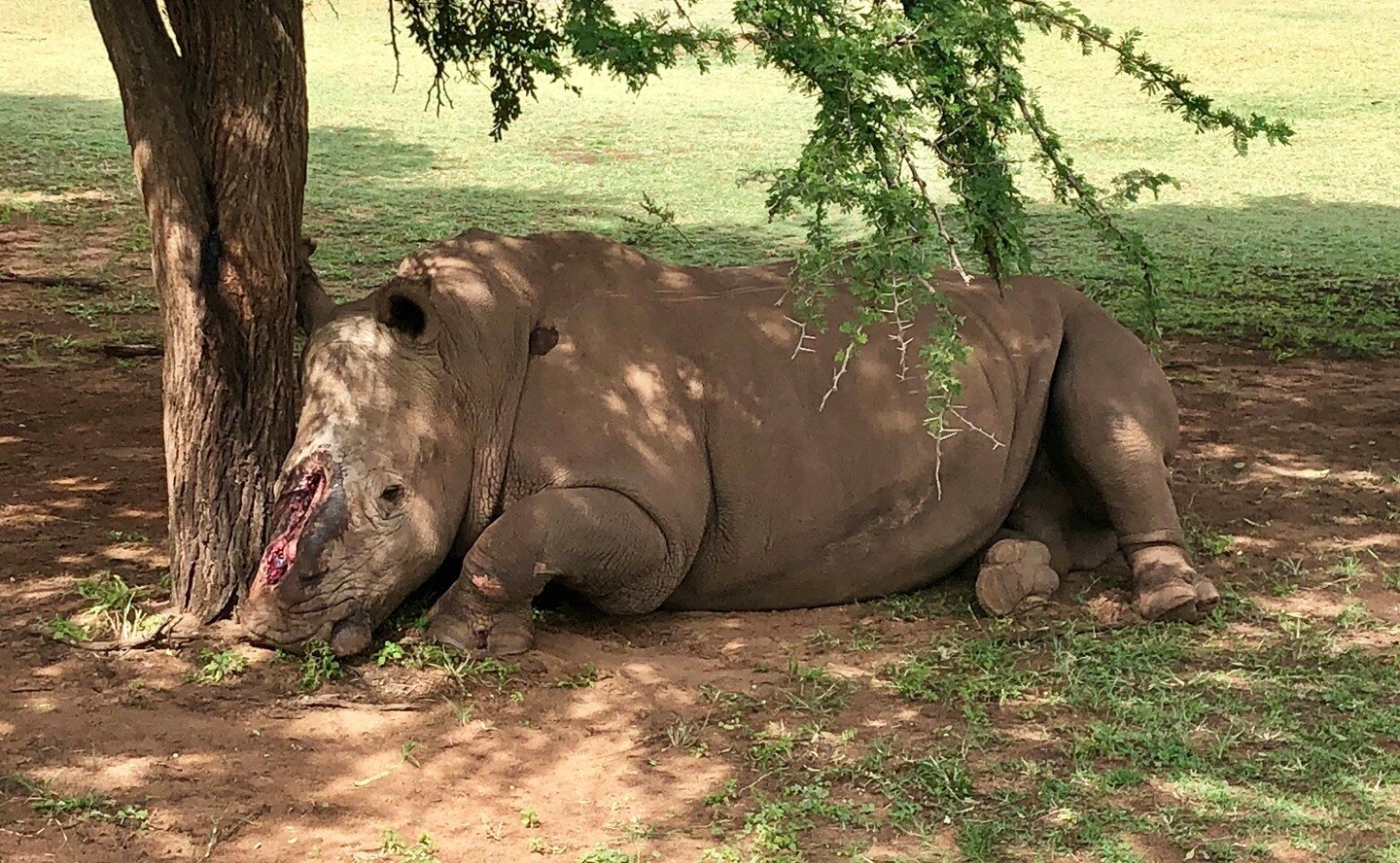 This is Seha, a rhino who was &quot;saved&quot; after poachers attacked him, butchered off his horn and left him for dead. Thanks to @savingthesurvivors, Seha's prospects are good, although not assured. 

Over and Above Africa funds projects like hel