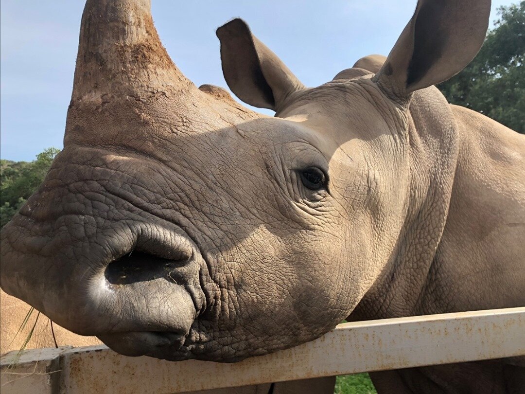 It's World Rhino Day! 
Your opportunity to stand up for rhinos for as little as $5 and make a difference! 
OverAndAboveAfrica.com