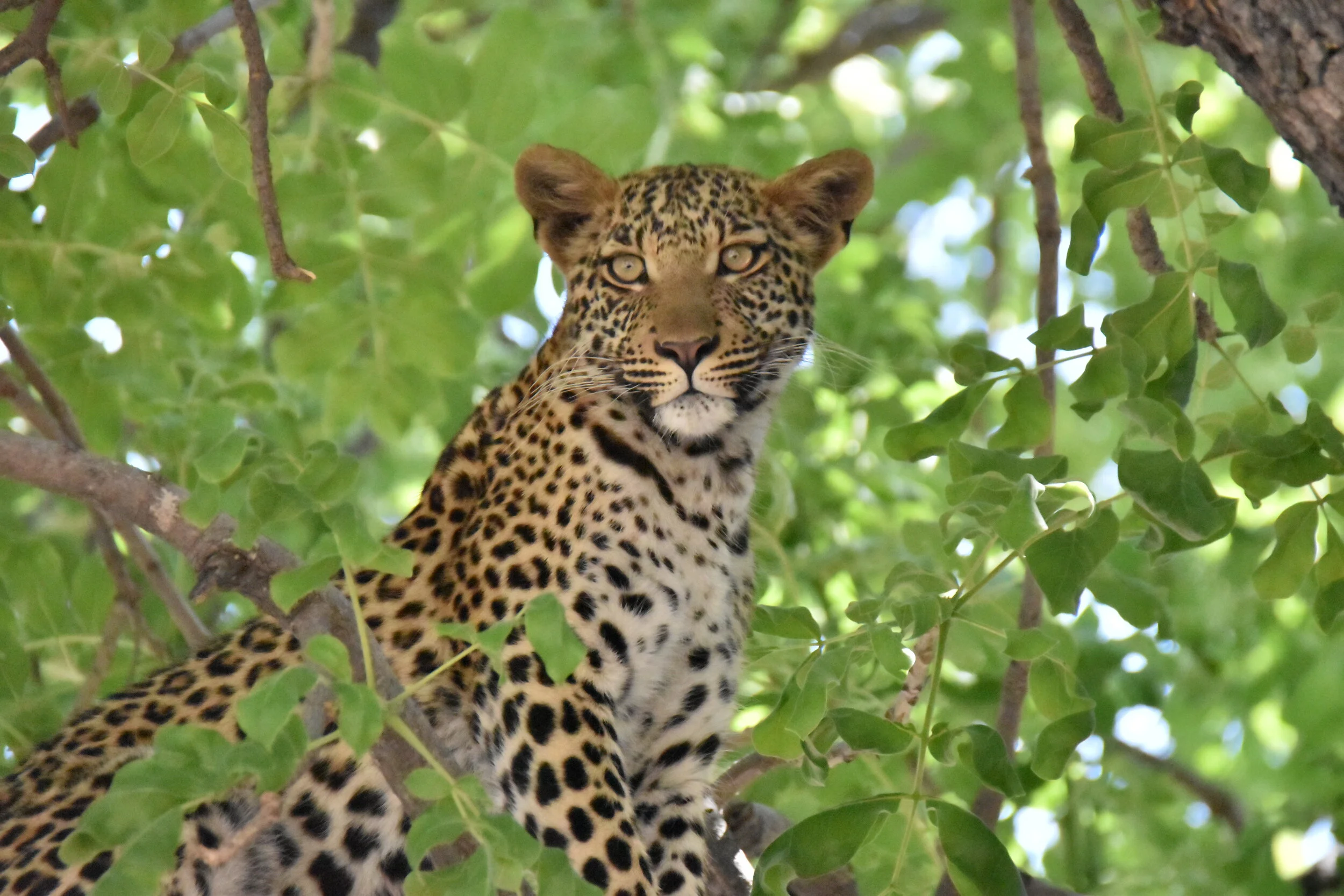 Judith's_Leopard_DSC_4498.JPG