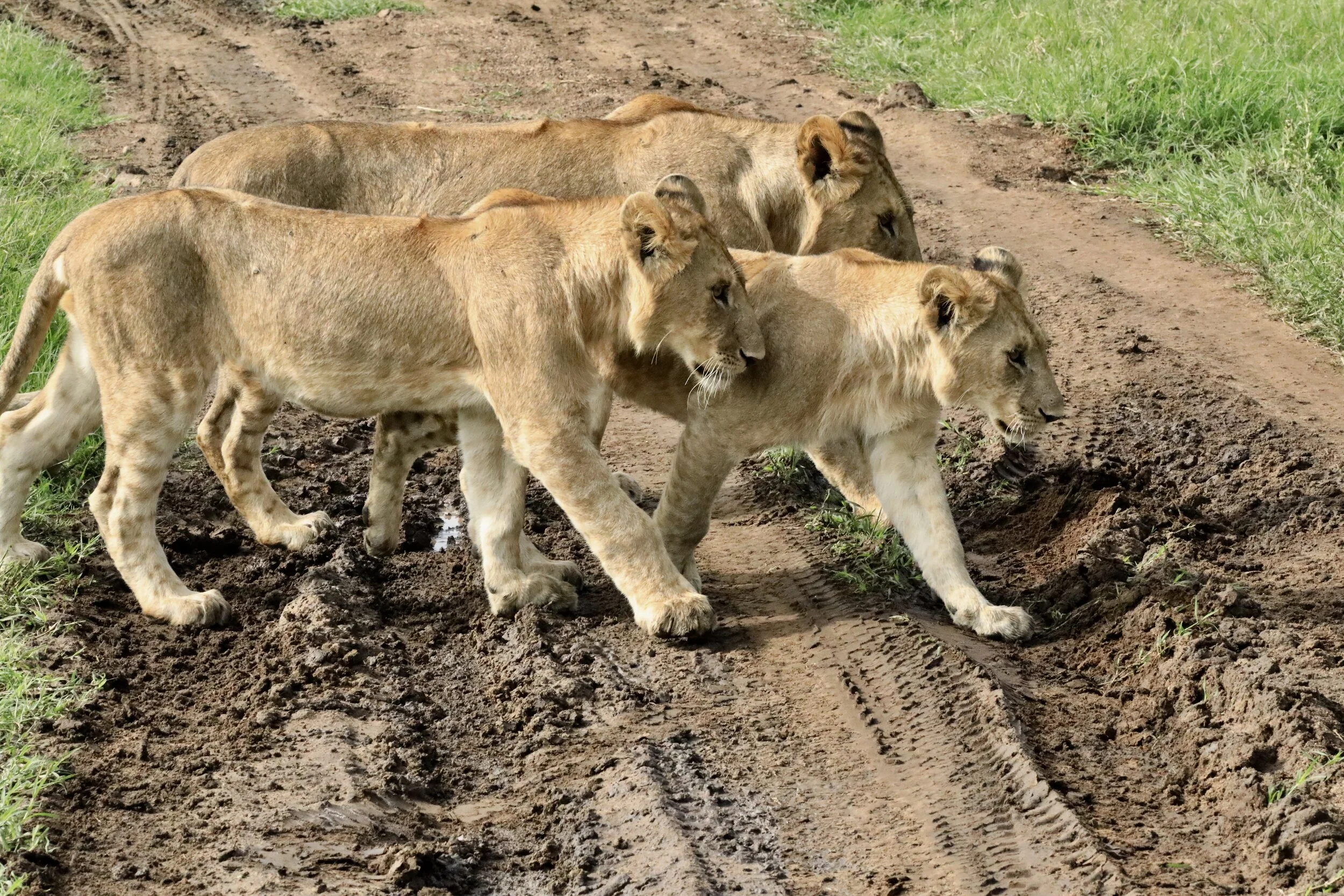 9330 playful lions.jpeg