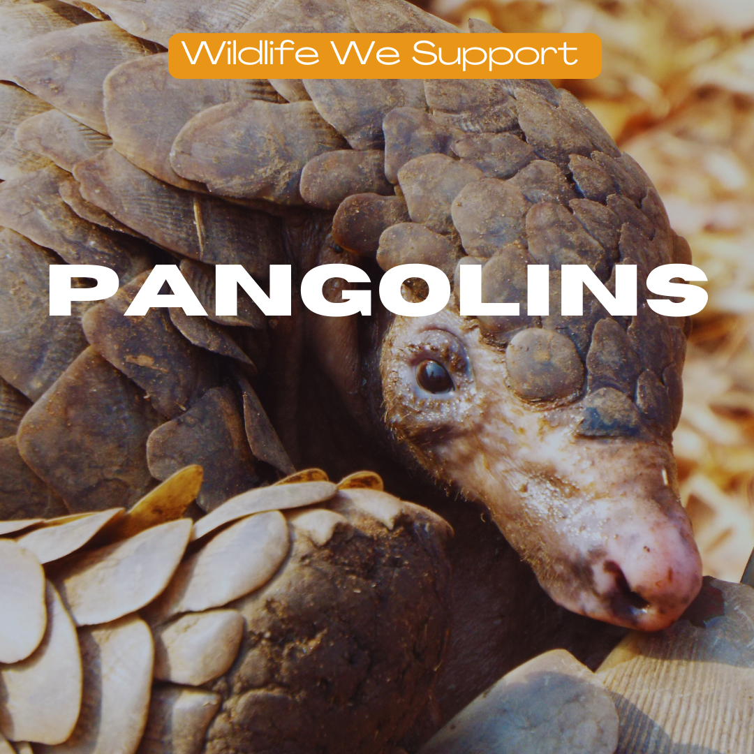 PANGOLINS | Over And Above Africa