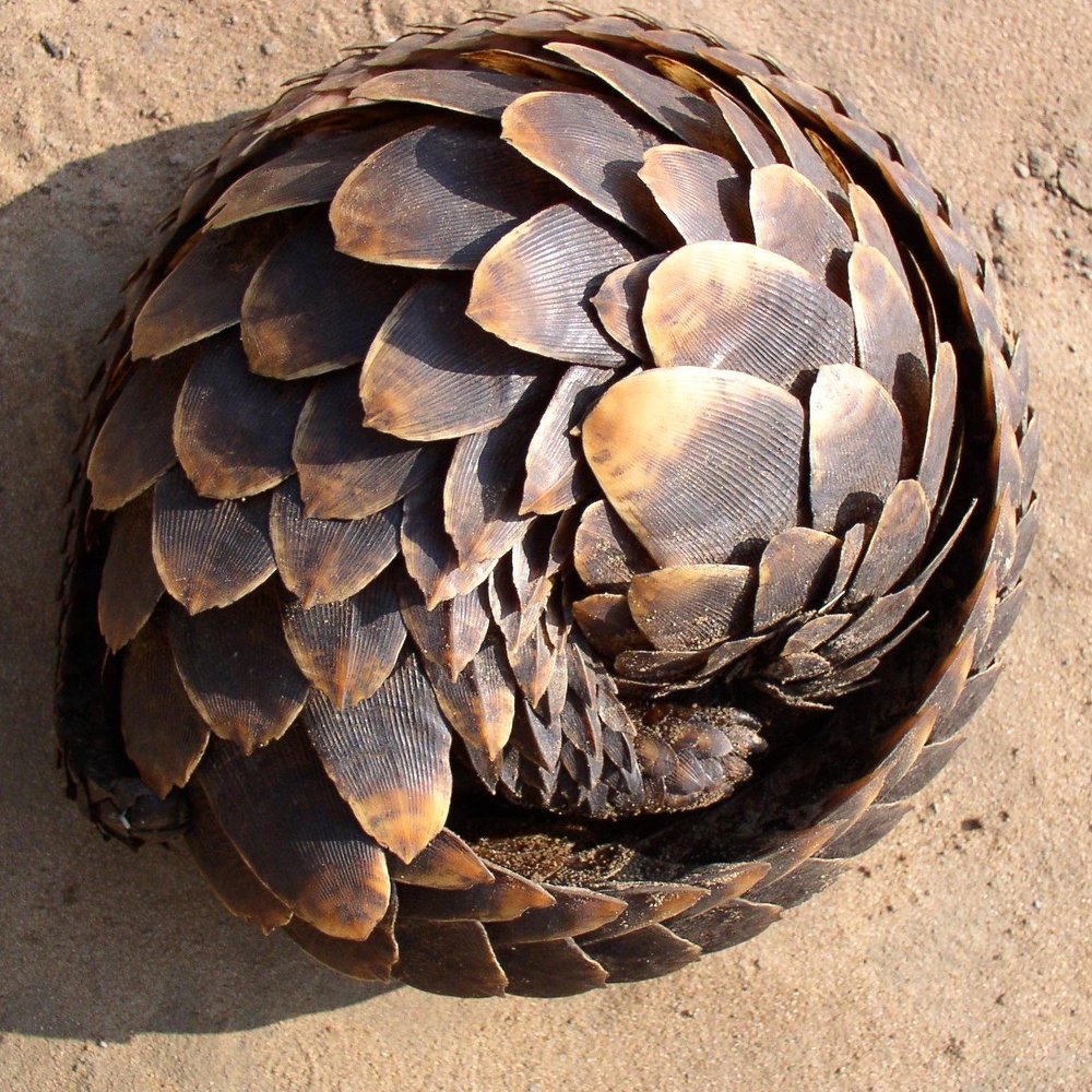 PANGOLINS | Over And Above Africa