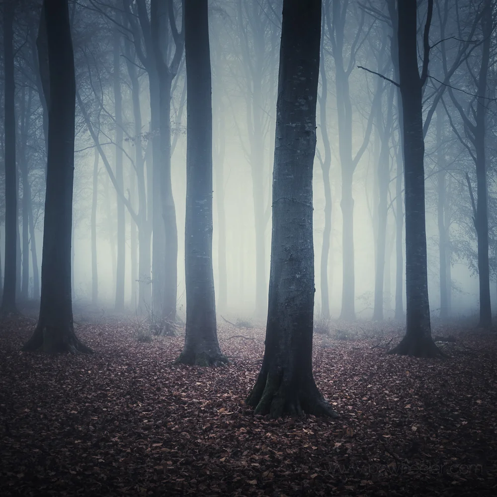 WINTER WOODLAND