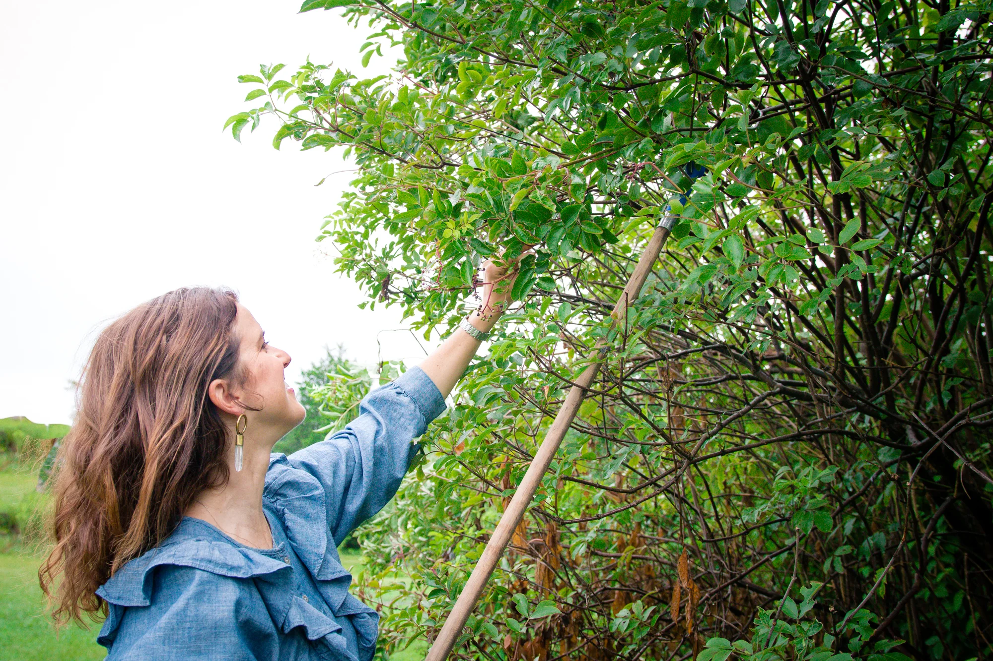 Elderberry Harvest-6.jpg