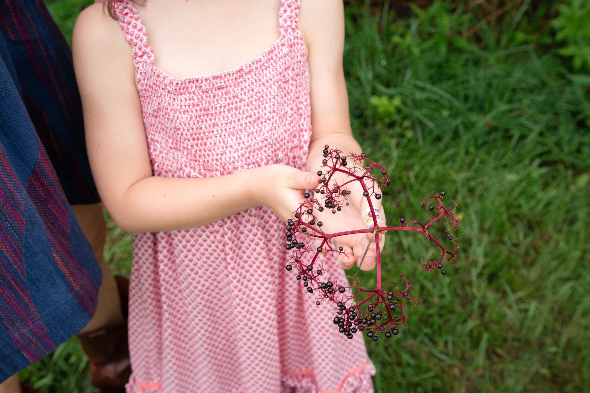 Elderberry Harvest-10.jpg