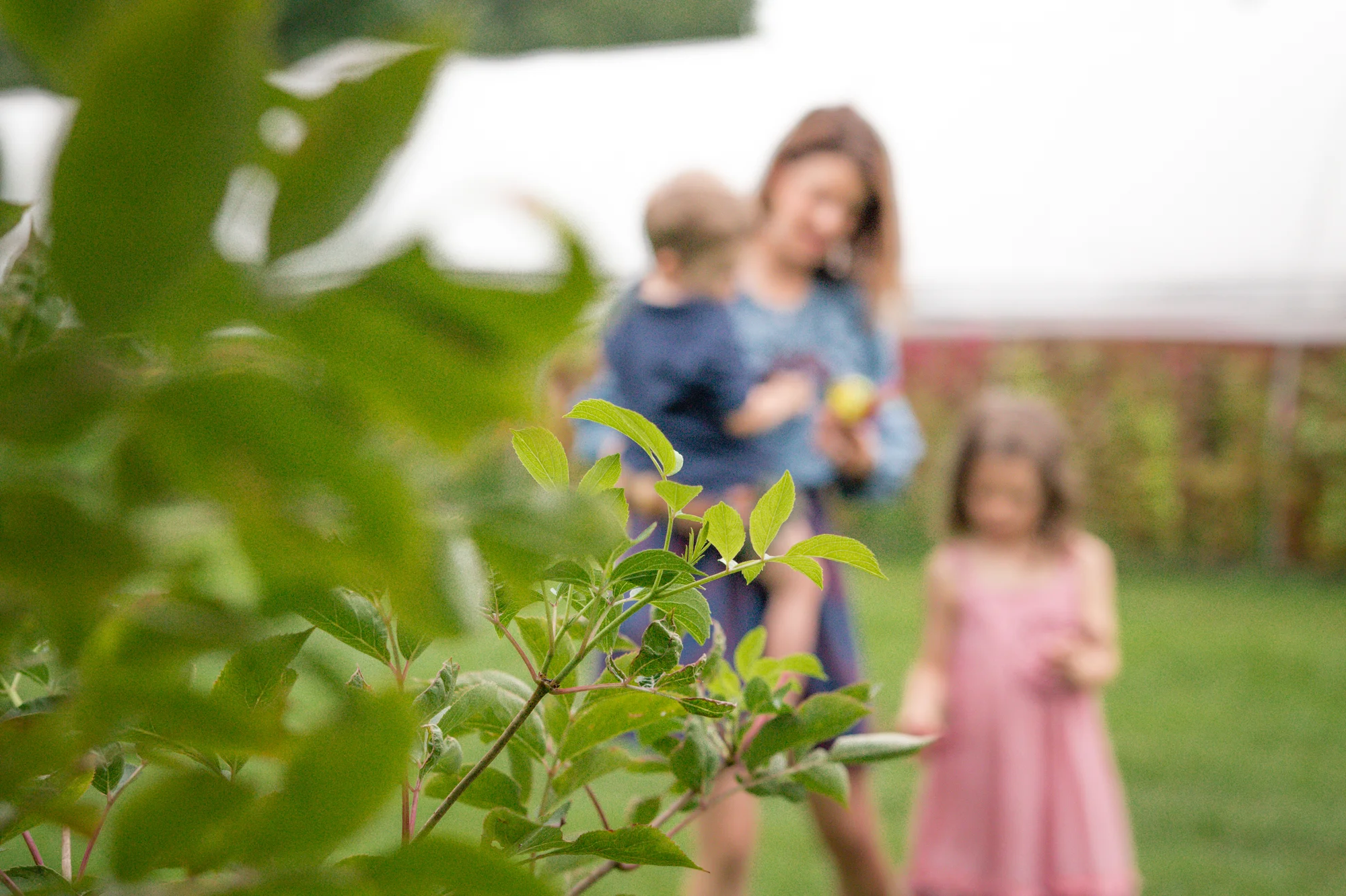 Elderberry Harvest-18.jpg