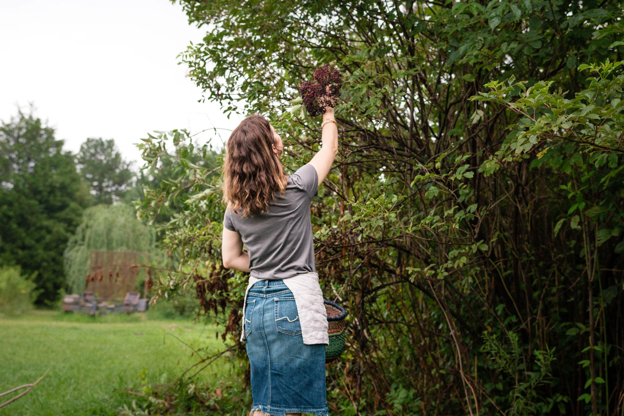 Elderberry Harvest-39.jpg