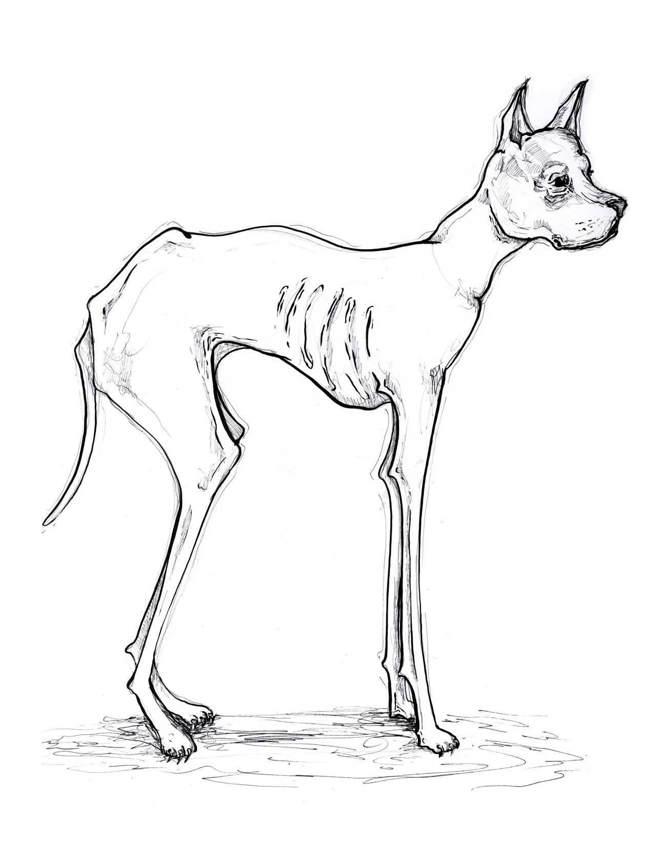 The Dane
