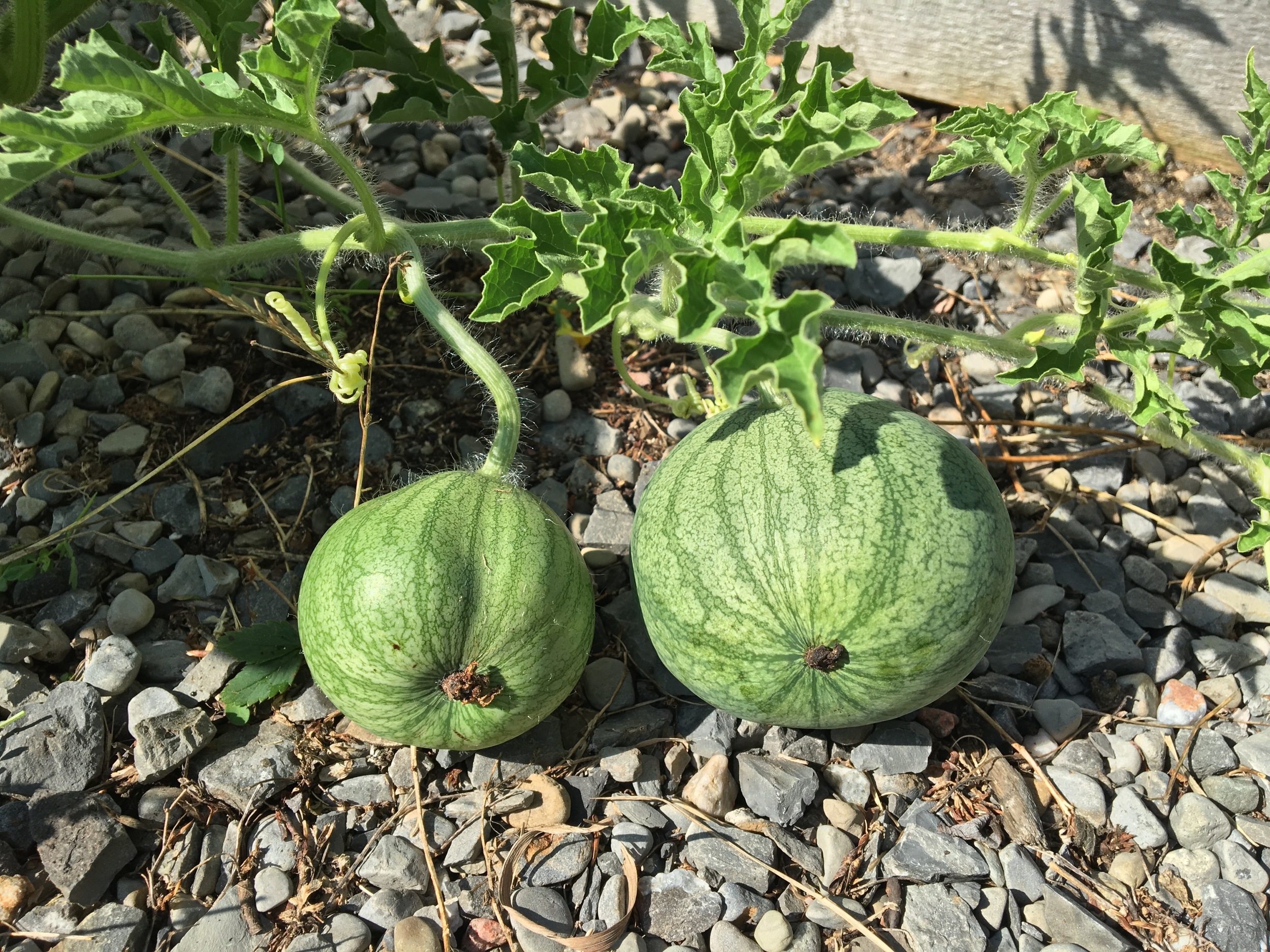 Crimson Sweet Watermelon