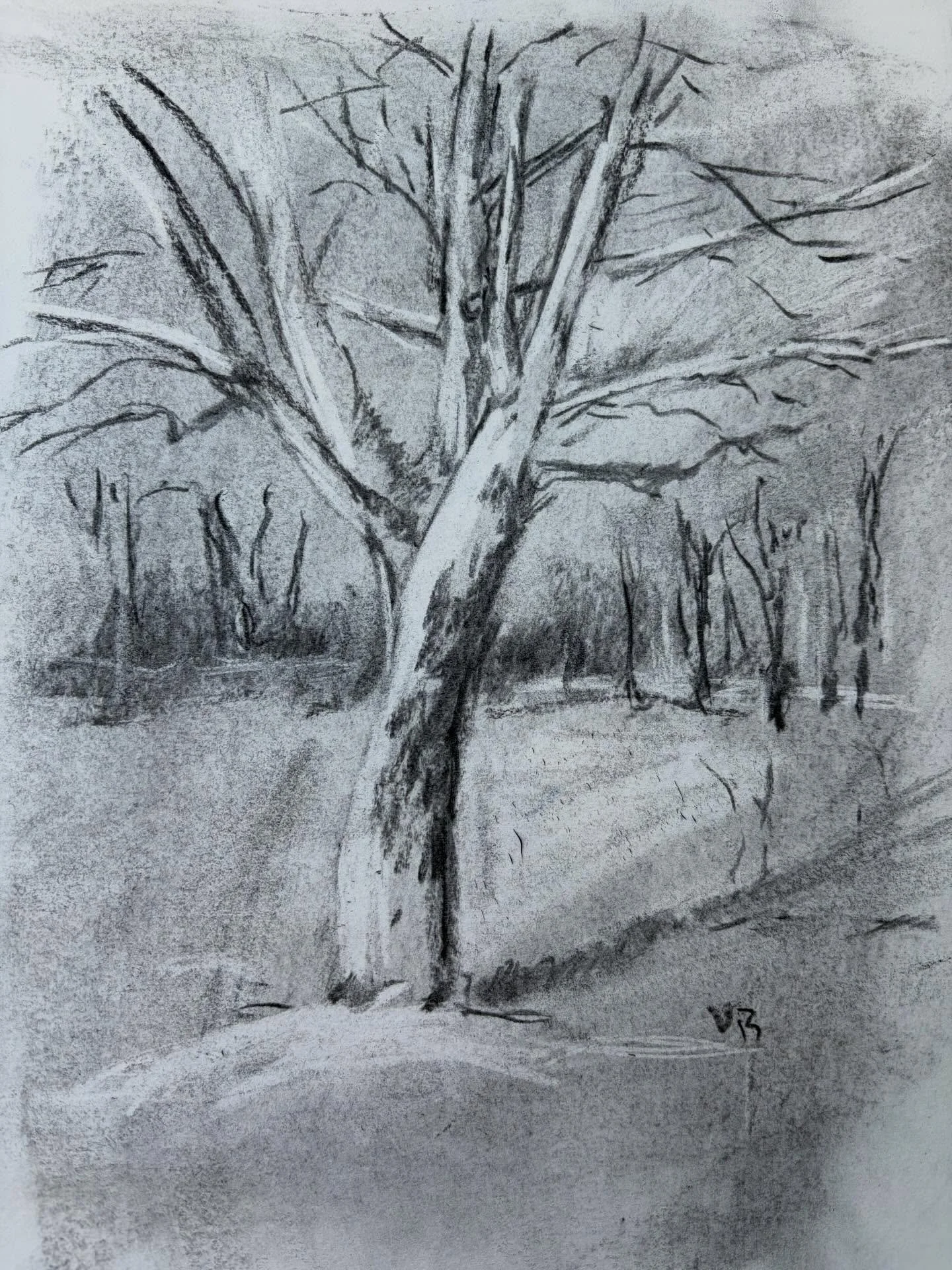 Day 22 #stradaeasel and I stopped at a park and drew this charcoal of a tree from my car.