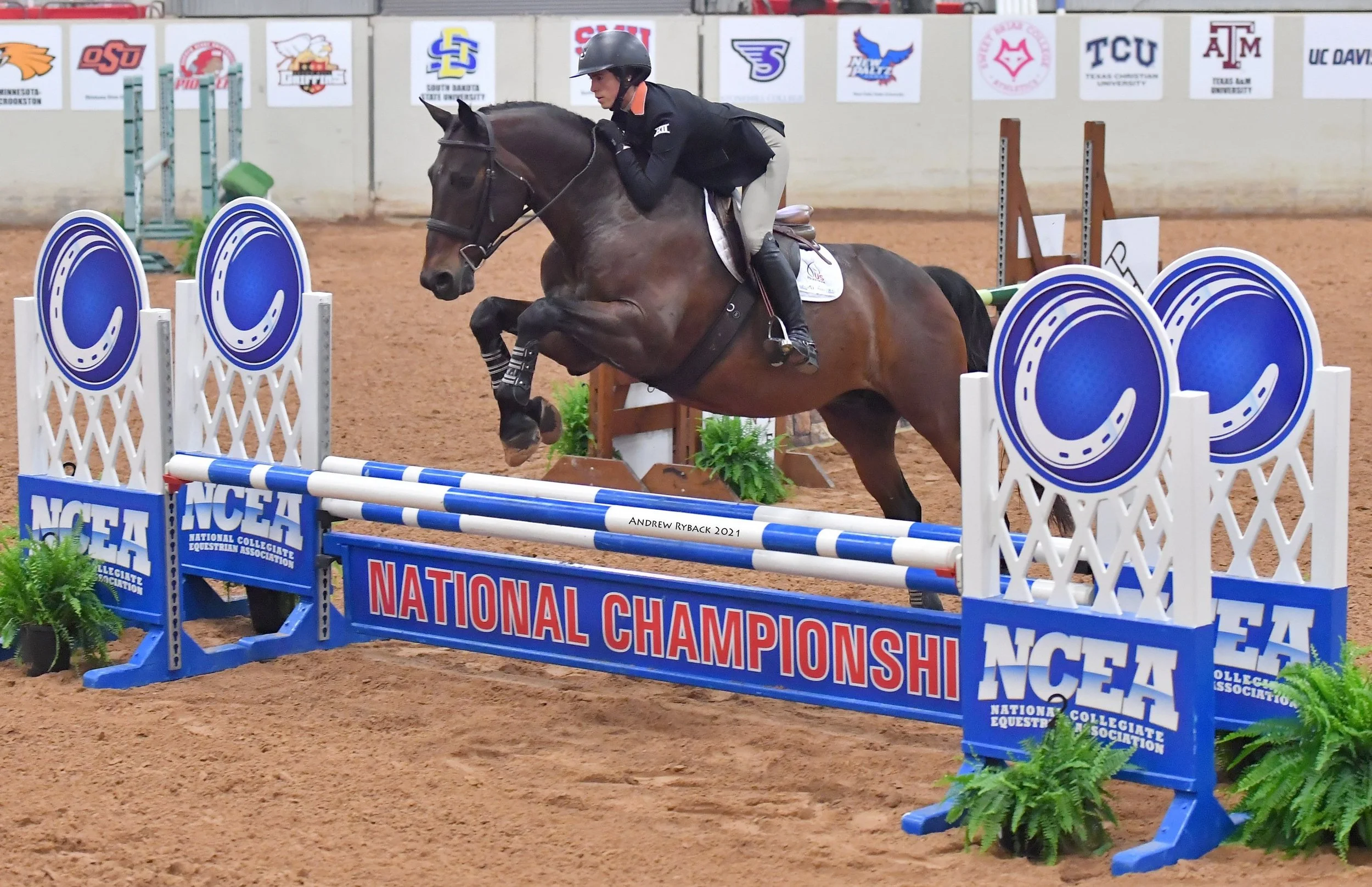 2022-02-24-4171-ncea_championship_2_002_bay_horse.jpeg.jpg