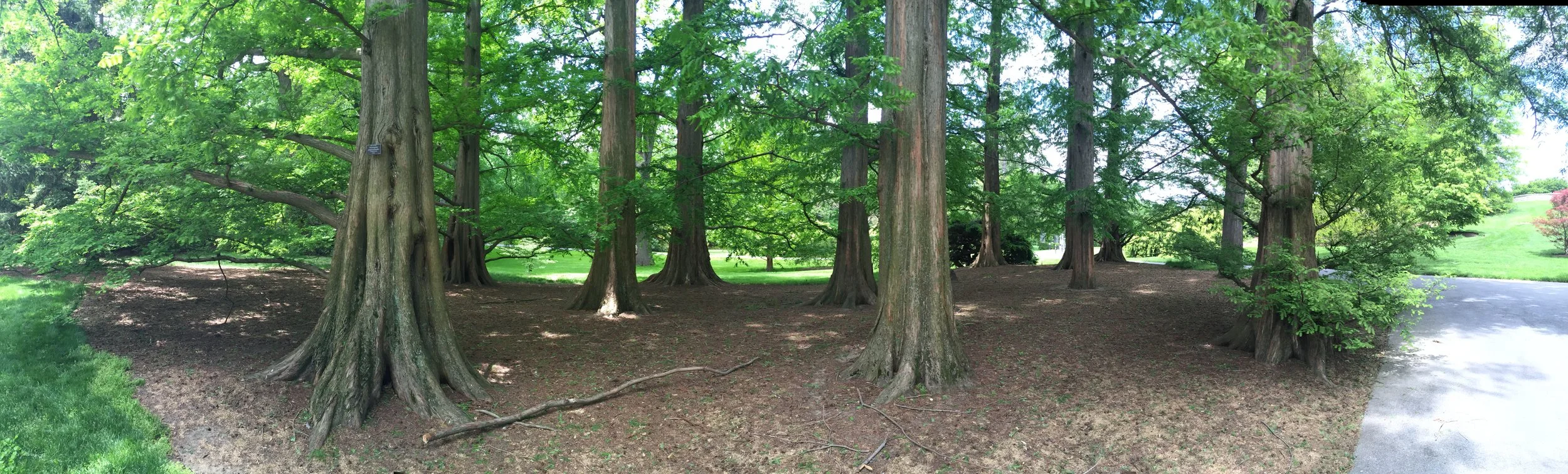 Trees.jpeg