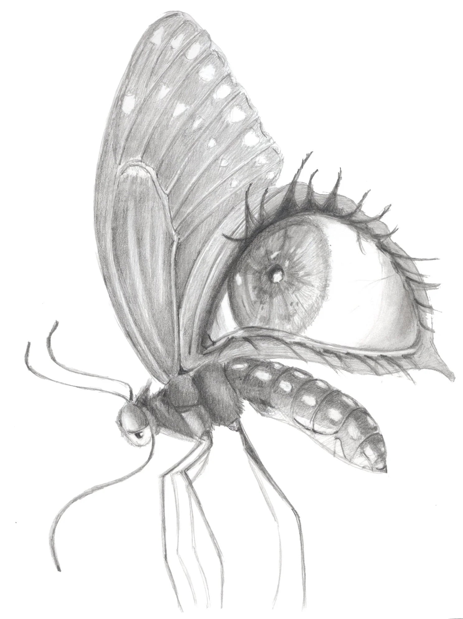 Butterfly copy.jpg