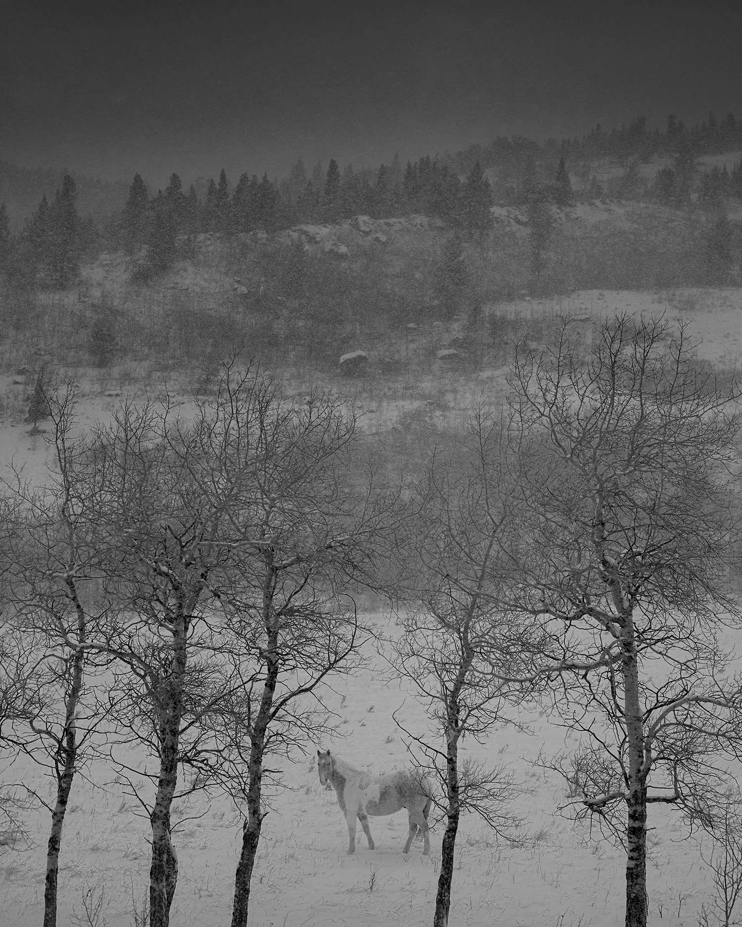 Lone Winter Horse